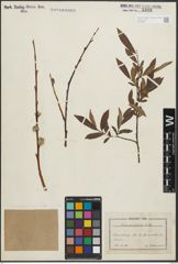 Foto von Salix pomeranica Willd.